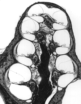 membrane of Reissner